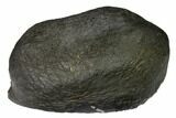 Fossil Whale Ear Bone - Miocene #144915-1